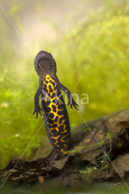 Kamsalamander (Triturus cristatus)