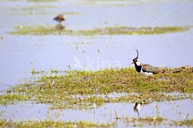 Lapwing (Vanellus vanellus)