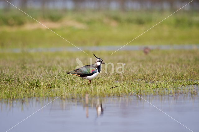 Lapwing (Vanellus vanellus)