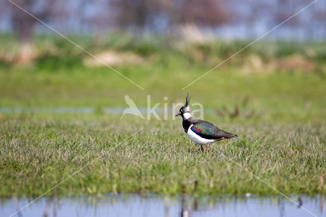 Kievit (Vanellus vanellus)