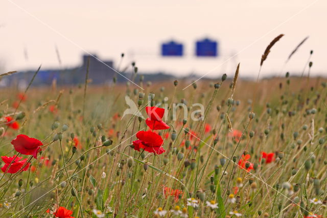 Klaproos (Papaver spec.)