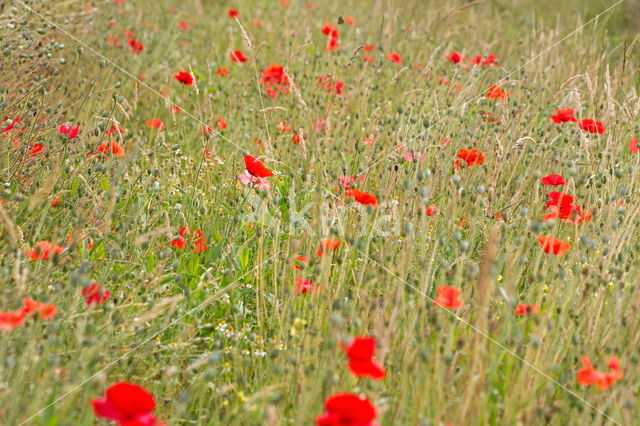 Poppy (Papaver spec.)