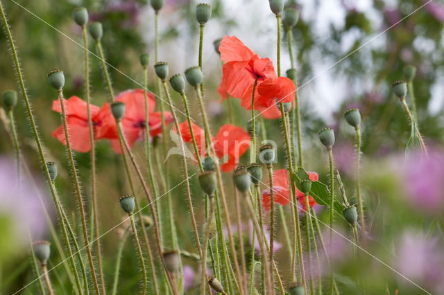 Poppy (Papaver spec.)