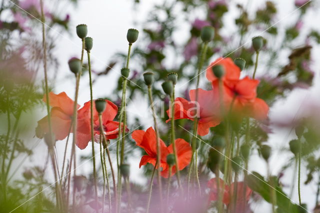 Poppy (Papaver spec.)