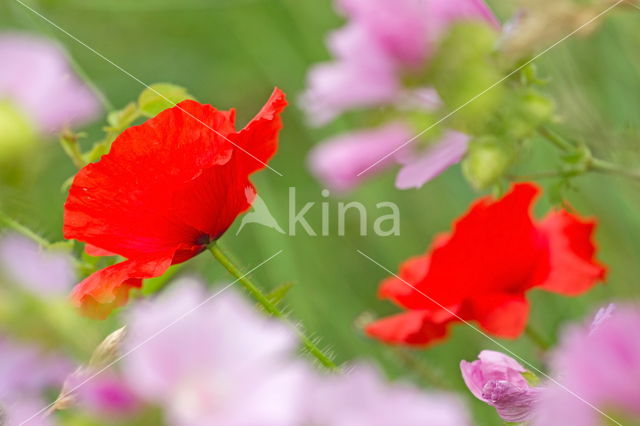 Klaproos (Papaver spec.)