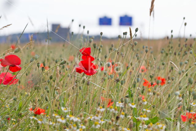 Poppy (Papaver spec.)