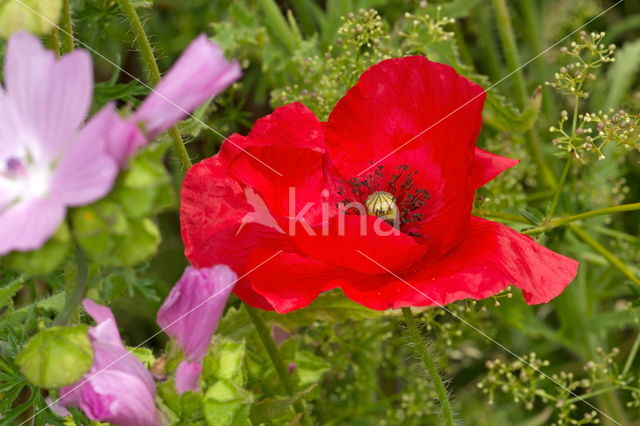 Poppy (Papaver spec.)