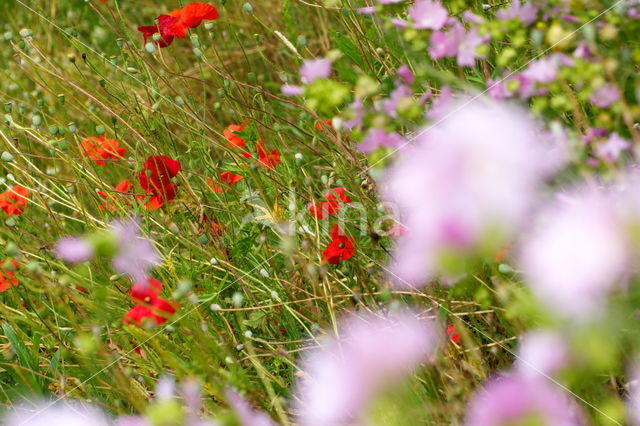 Klaproos (Papaver spec.)