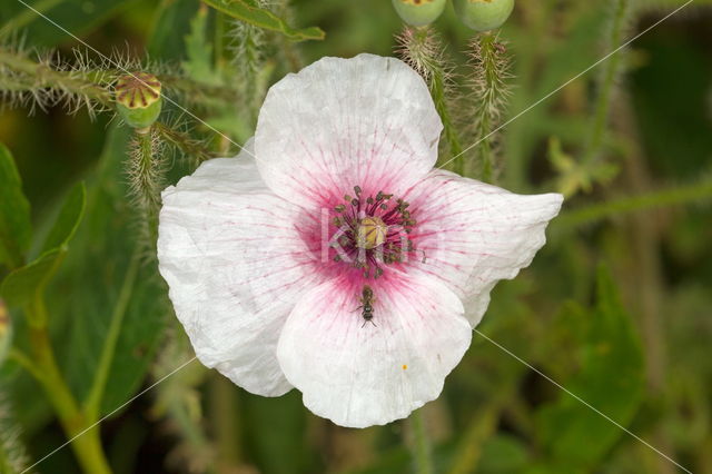 Klaproos (Papaver spec.)