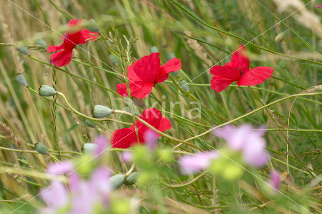 Poppy (Papaver spec.)