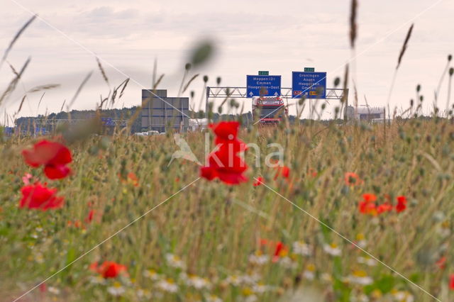 Klaproos (Papaver spec.)