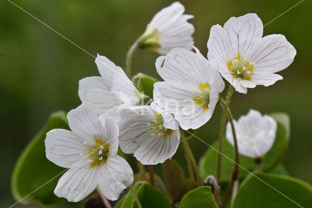 buttercup (Oxalis spec.)