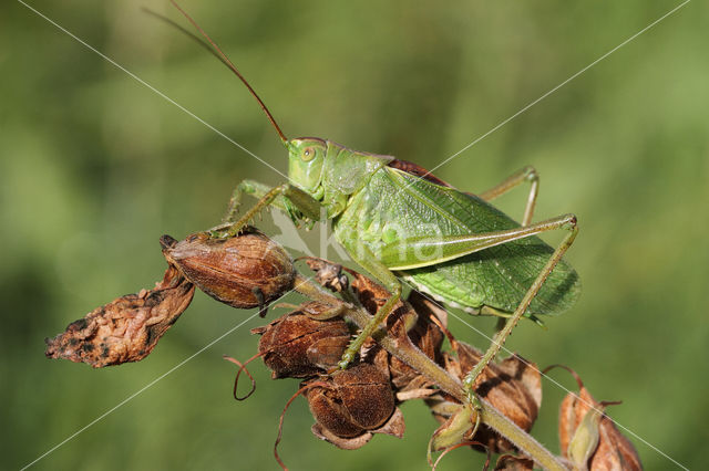 Kleine groene sabelsprinkhaan (Tettigonia cantans)