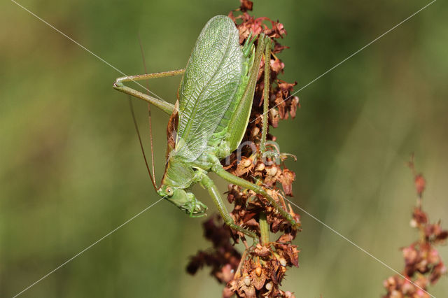 Upland Green Bush-cricket (Tettigonia cantans)