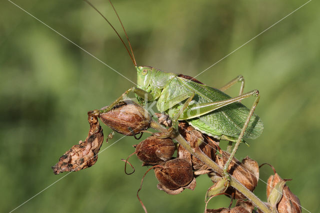 Kleine groene sabelsprinkhaan (Tettigonia cantans)