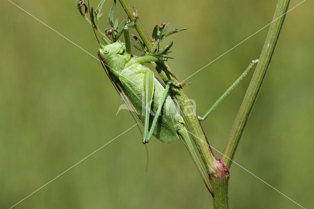 Kleine groene sabelsprinkhaan (Tettigonia cantans)