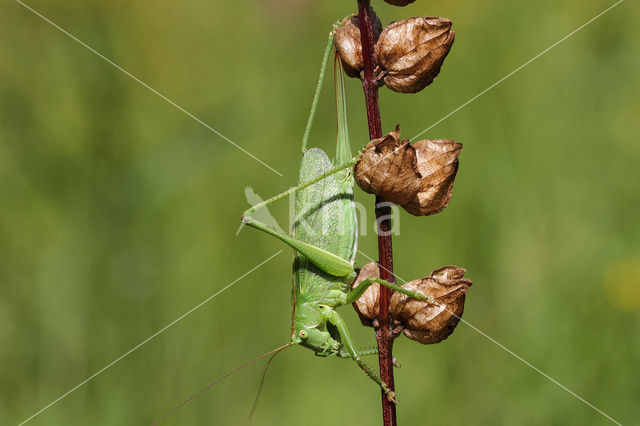 Kleine groene sabelsprinkhaan (Tettigonia cantans)