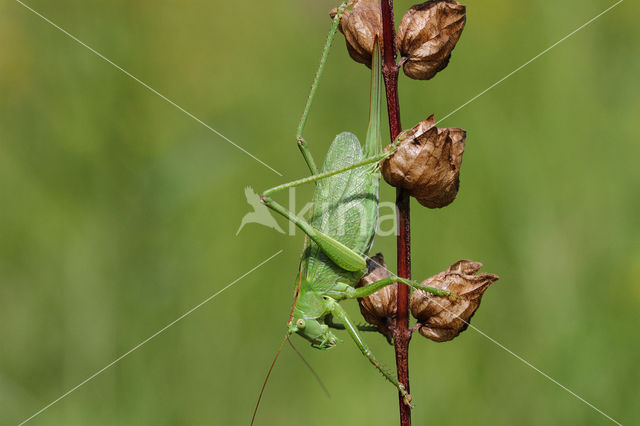 Kleine groene sabelsprinkhaan (Tettigonia cantans)