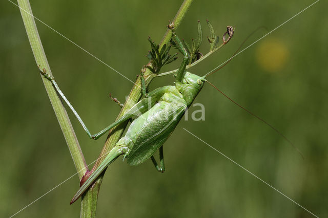 Upland Green Bush-cricket (Tettigonia cantans)