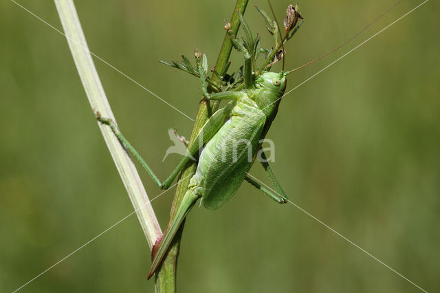 Upland Green Bush-cricket (Tettigonia cantans)