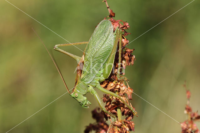 Kleine groene sabelsprinkhaan (Tettigonia cantans)