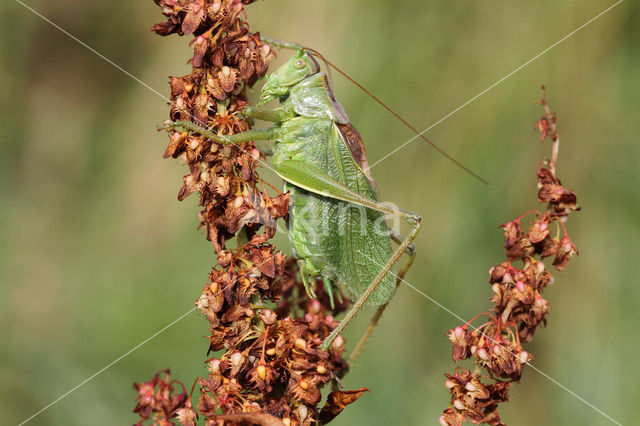 Upland Green Bush-cricket (Tettigonia cantans)