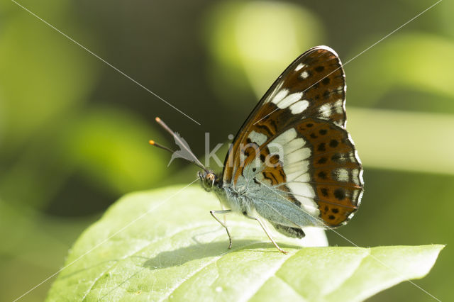 Kleine IJsvogelvlinder (Limenitis camilla)