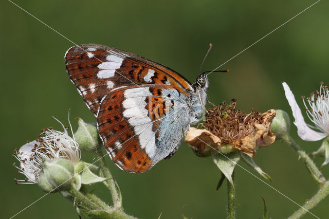 Kleine IJsvogelvlinder (Limenitis camilla)