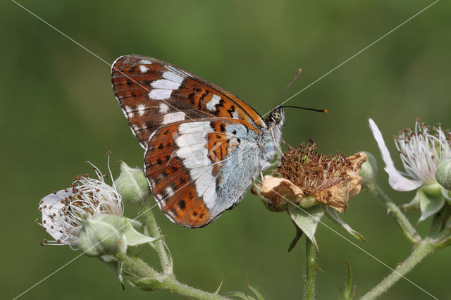 Kleine IJsvogelvlinder (Limenitis camilla)