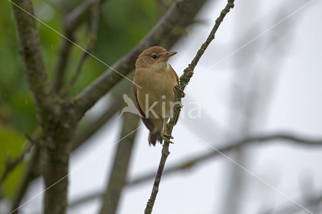 Eurasian Reed-Warbler (Acrocephalus scirpaceus)