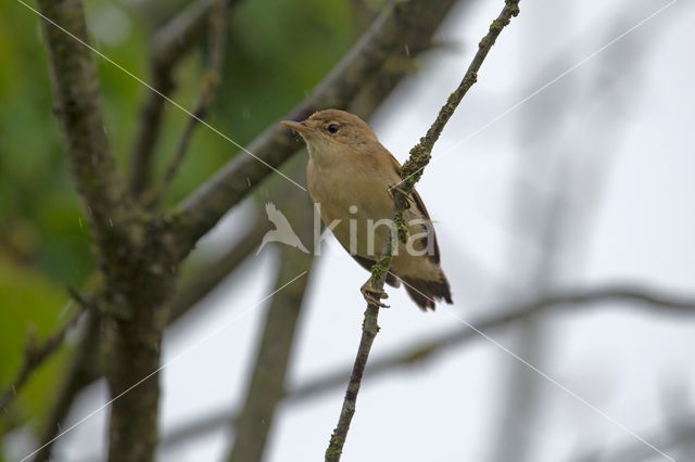 Eurasian Reed-Warbler (Acrocephalus scirpaceus)