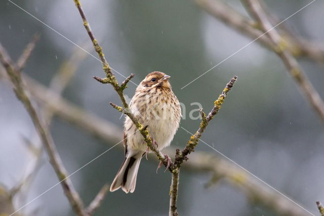 Eurasian Reed-Warbler (Acrocephalus scirpaceus)