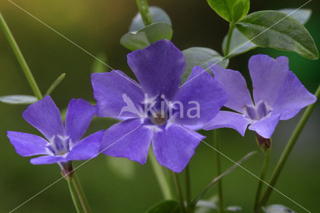 Kleine maagdenpalm (Vinca minor)