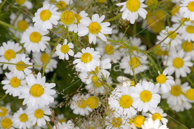 Kleine margriet (Leucanthemum paludosum)