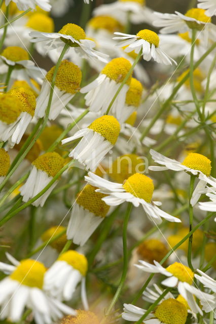 Kleine margriet (Leucanthemum paludosum)