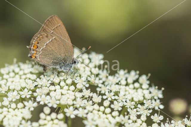 Kleine sleedoornpage (Satyrium acaciae)