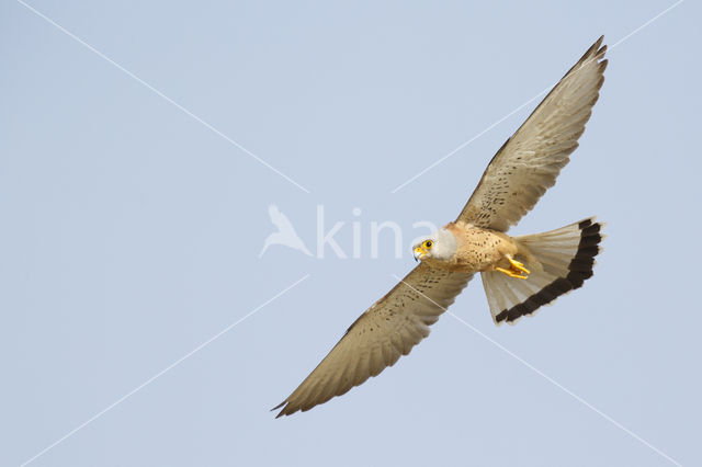 Kleine Torenvalk (Falco naumanni)