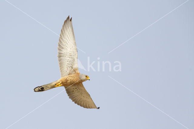 Kleine Torenvalk (Falco naumanni)