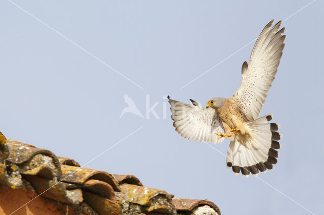 Lesser kestrel (Falco naumanni)