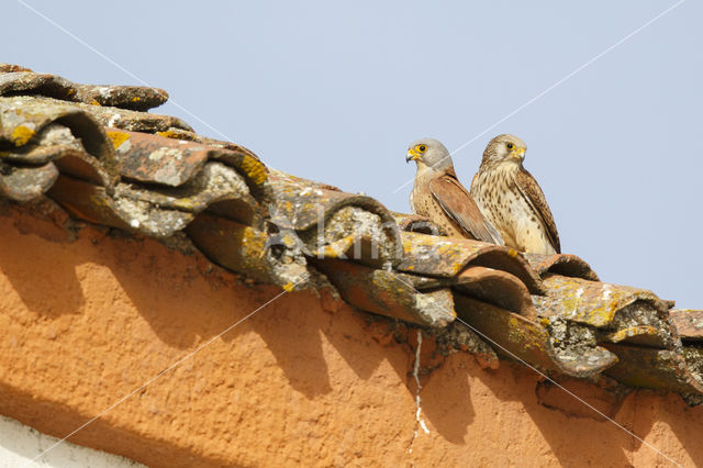 Lesser kestrel (Falco naumanni)