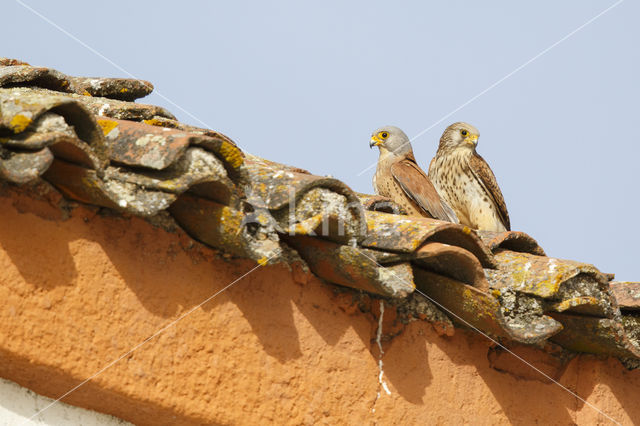 Kleine Torenvalk (Falco naumanni)