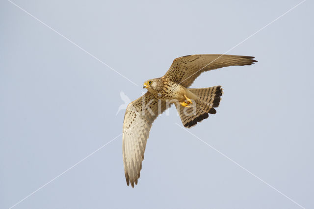 Lesser kestrel (Falco naumanni)