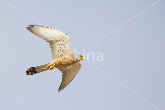 Lesser kestrel (Falco naumanni)