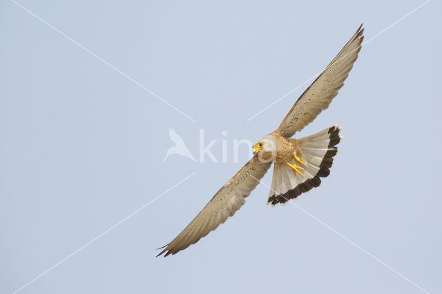 Lesser kestrel (Falco naumanni)