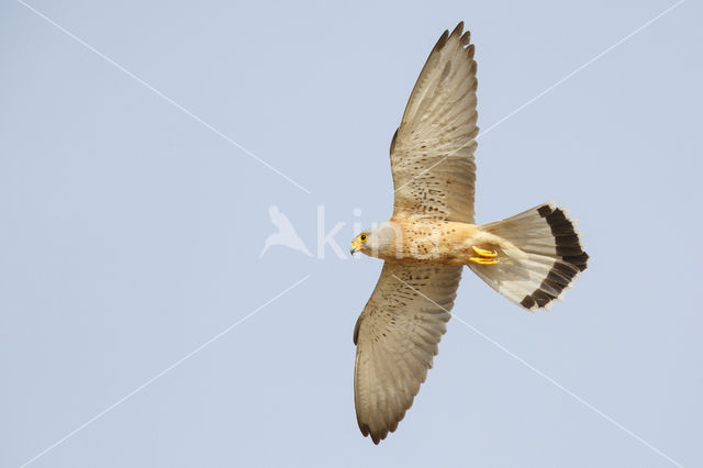 Lesser kestrel (Falco naumanni)