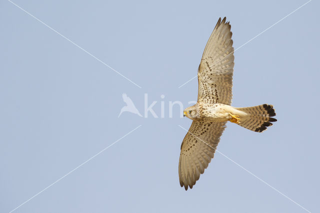 Lesser kestrel (Falco naumanni)