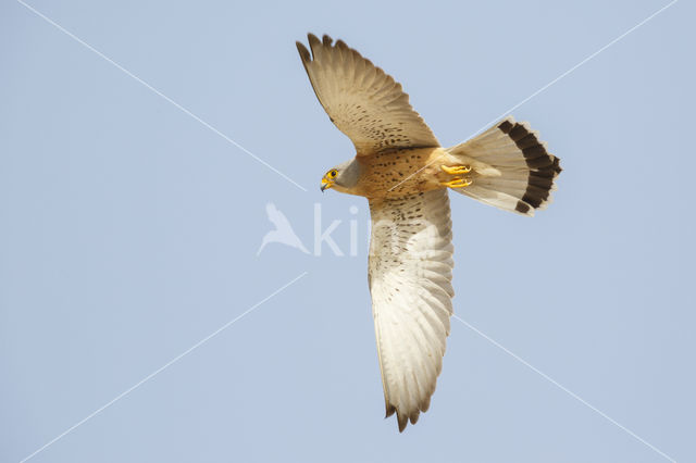 Lesser kestrel (Falco naumanni)