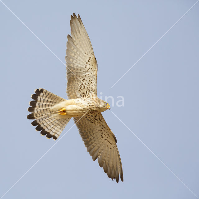 Lesser kestrel (Falco naumanni)