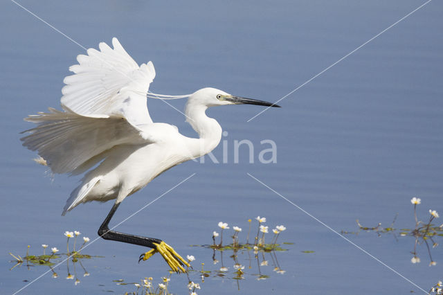 Little Egret (Egretta garzetta)