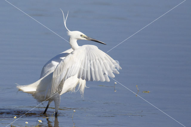 Kleine Zilverreiger (Egretta garzetta)